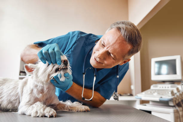 Best Emergency Dentist for Special Needs Patients in Des C, AR